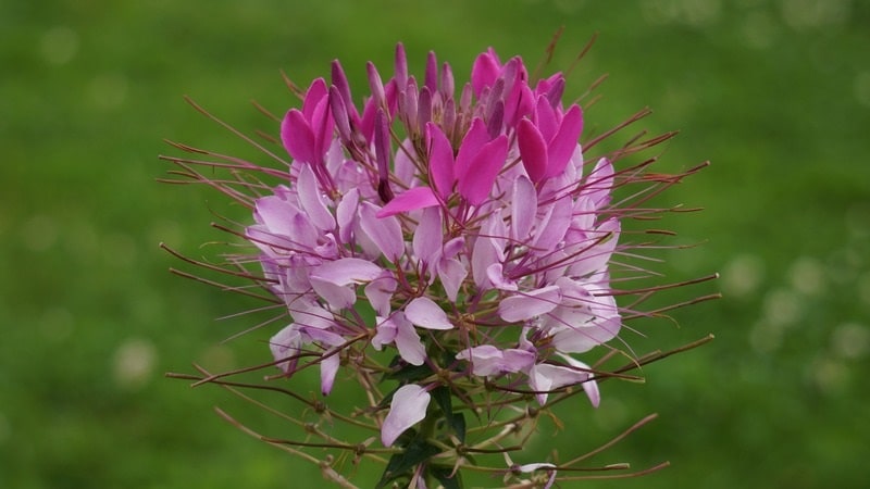 cleome flower