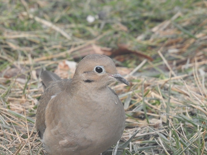 17-fun-mourning-dove-facts-you-may-not-know