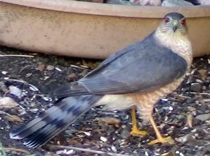 Cooper's Hawk on Ground