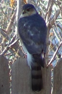 Cooper's Hawk Sitting on Fence Near Bird Feeders Looking For Breakfast