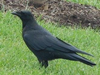 American Crow Feeding on Lawn
