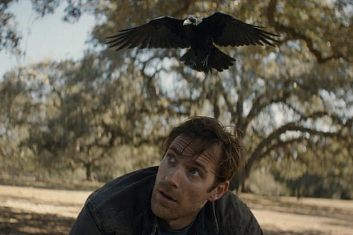 crow swooping mans head