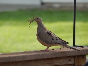 Dove Standing With Nest Material in Bill