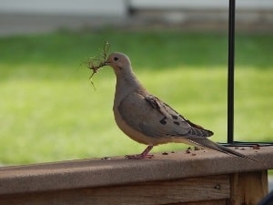 Mourning Dove Age Chart