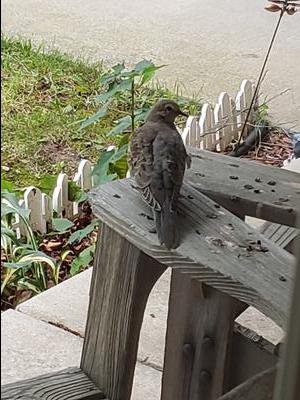 fledgling dove on Arm of Chair