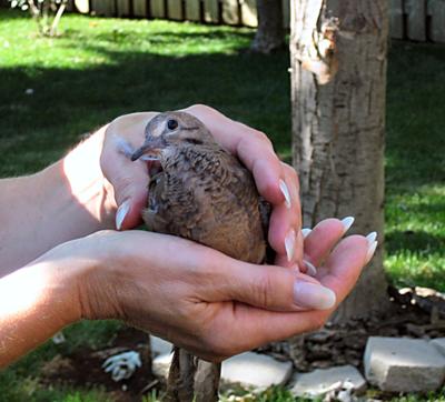 Lovey Dovey's Return