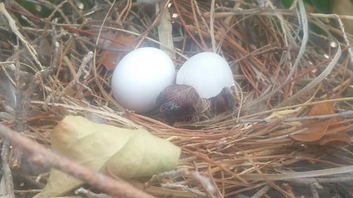I found a nest with eggs in it and no adult birds seem to be