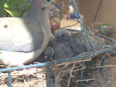 Mama and her babies 1 wk old