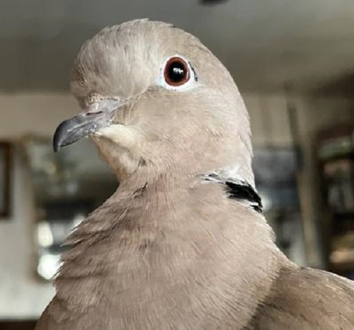 mourning dove inside our house