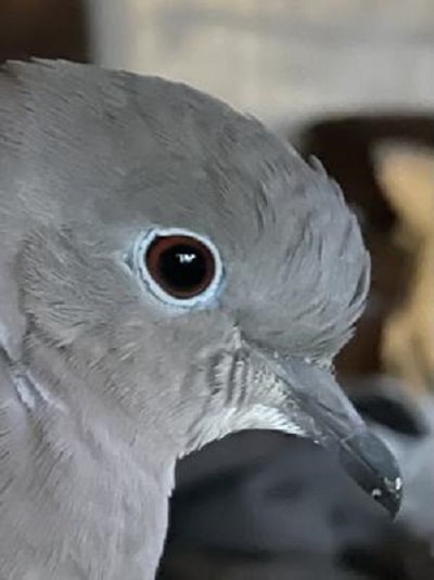 dove is fully grown