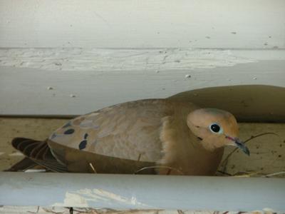 May 27, 2011 dove in nest