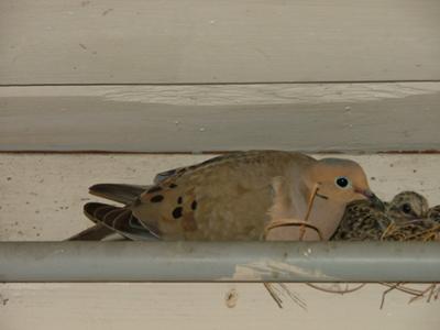 07-12-11 adult and baby doves