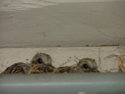 07-12-11 and one left the nest 07-16 and the other 07-1711