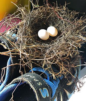 Well made dove nest with two eggs