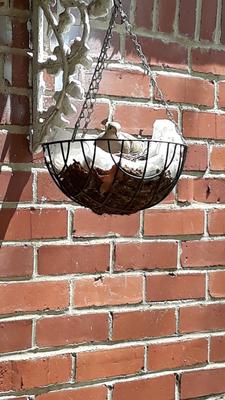 mourning dove nesting in hanging basket