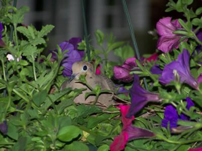 dove in nest of petunias in a hanging planter