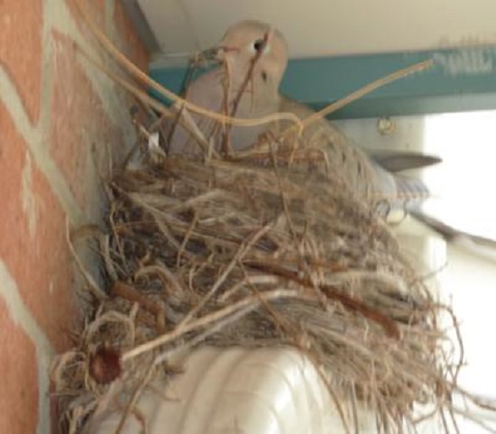 dove on nest built on downspout