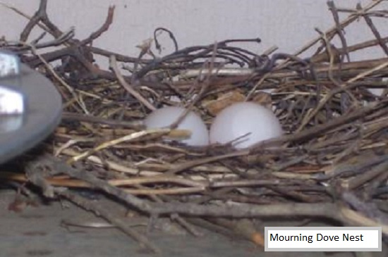 Mourning dove nest with two dove eggs