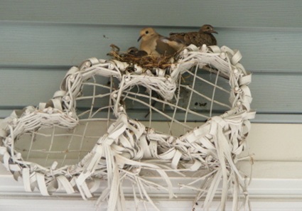 doves nesting in heart shaped basket hanging above front door