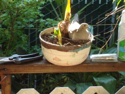 dove sitting on eggs in flower pot