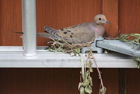 Dove Nesting on Ladder