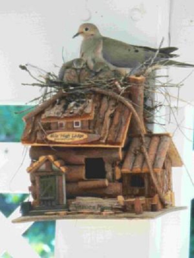 Dove Nesting on a Birdhouse