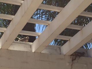 Father overlooking mother on nest at my house. 