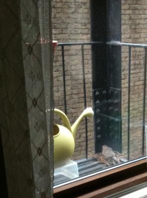 Dove Sitting in Nest Built on Fire Escape