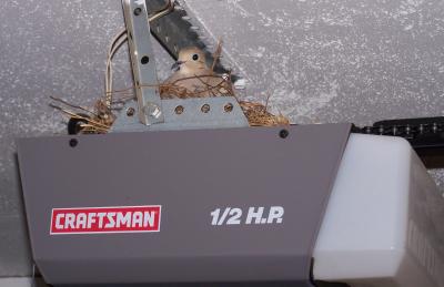 Dove Nest on top of Garage Door Opener