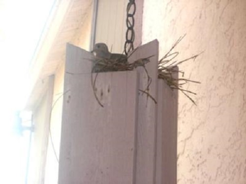 dove nesting on hanging porch light