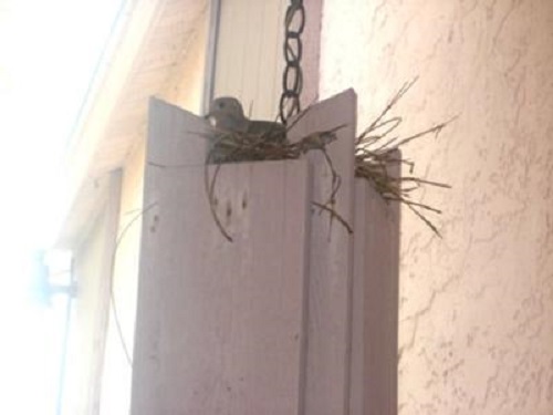 dove nesting on to of hanging porch light