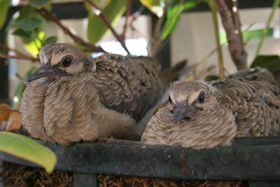 baby doves in nest