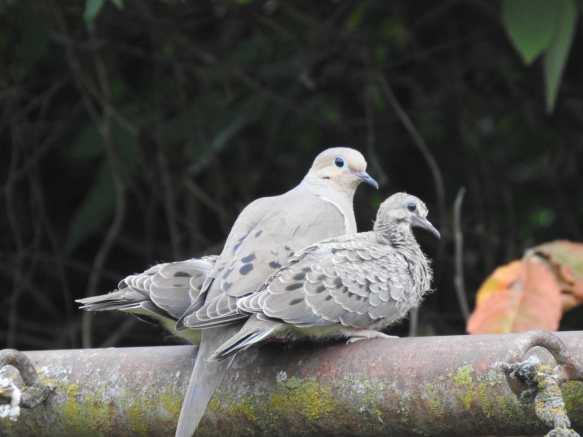 Do Robin Bird Sightings Have Meaning? - Birds and Blooms