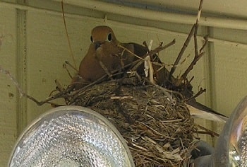 Mourning Dove Age Chart