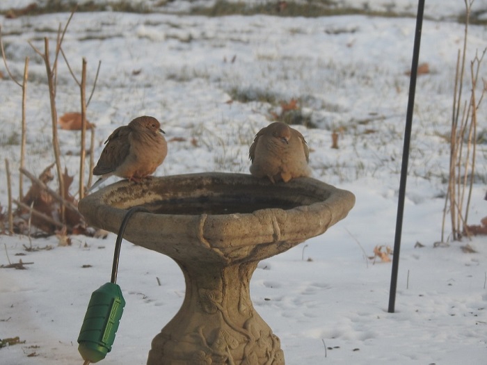 2 doves on heated bird bath in winter