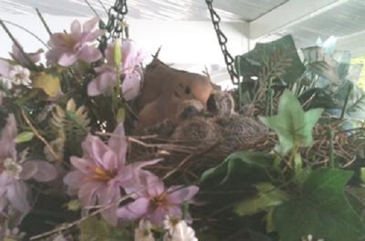 doves nesting in artificial nest