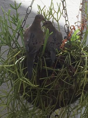 dove pair bonding in nest