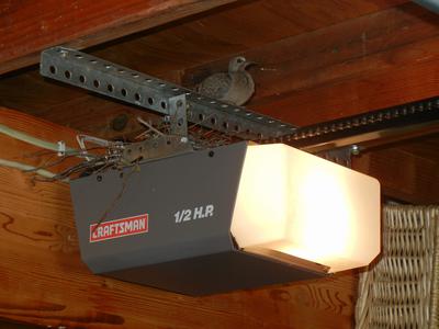 Fledgling dove surveying the outside world