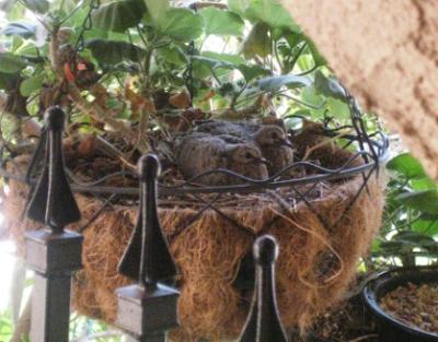 Baby Doves about 6 days old ready to leave basket