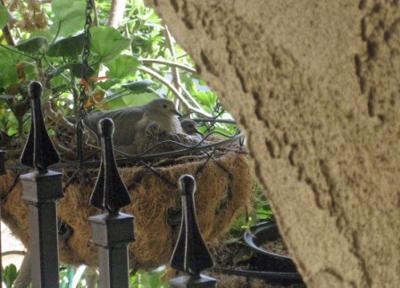 Mother Dove and babies 6 days old