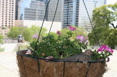 Doves Nesting in Flower Basket on Balcony