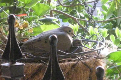 Dove Mother and Chick