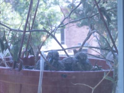 Baby dove in hanging planter