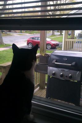 Cat Watching Doves