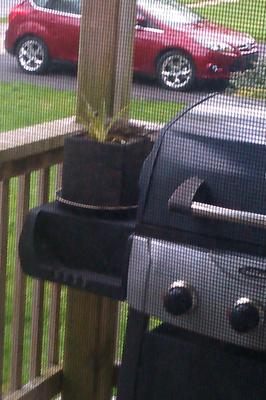 Dove Nest in Plant on BBQ