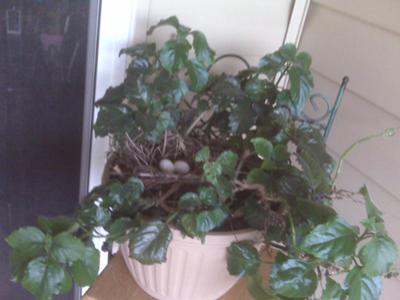 Patio Plant with 2 Eggs in Nest 