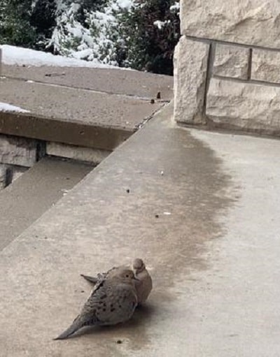 Dove sitting on edge porch in winter