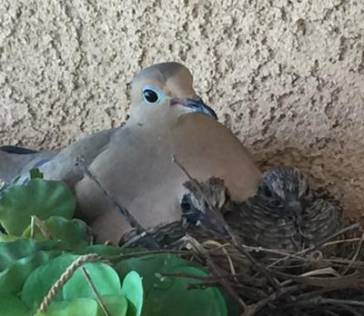 Dove and Young in Nest