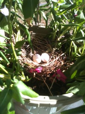 Two anticipated guests