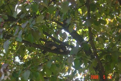 Mourning Doves in Crabapple Tree